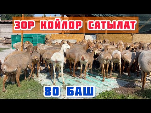 Видео: Улук Мырза 80 баш КОЙ сатыкка чыгарды🤚🏼арасында өтө зорлору да бар