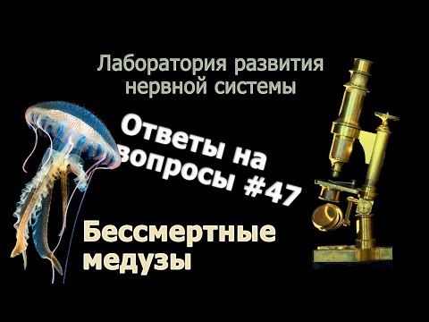 Видео: Бессмертные медузы