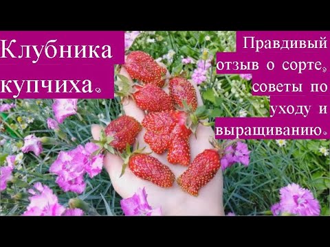 Видео: Клубника купчиха. Правдивый отзыв о сорте, советы по уходу и выращиванию.