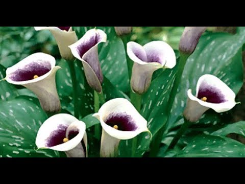 Видео: Калла или Зантедеския уход в домашних условиях