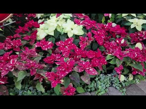 Видео: 🔴 ВОЗВРАЩЕНИЕ В США 🔴 НОВЫЕ ПОКУПКИ