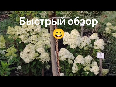 Видео: обзор метельчатых гортензий