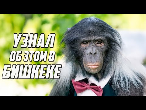 Видео: Слухи или Срыв Гастролей? Что Узнал Дан Запашный в Бишкеке?