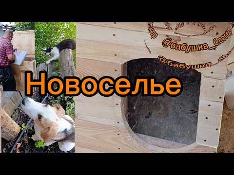 Видео: Новый дом для Амура #бабушка_блогер #babyshka_bloger #деревенскаябабушкаблогер