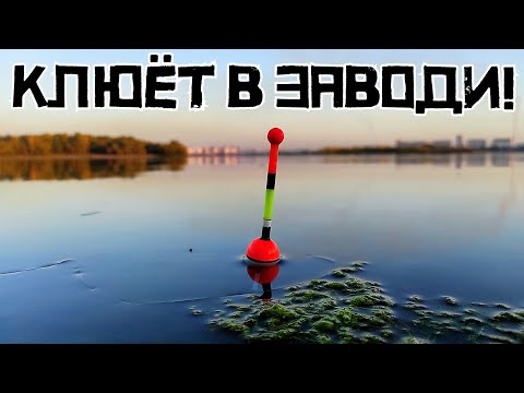 Видео: ШОКОЛАДНОЕ САЛО ЛОВИТ! Кто клюет в глубокой ЗАВОДИ? Рыбалка осенью 2023