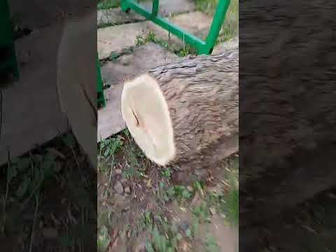 Видео: Пилим тутовник на самодельной ленточной пилораме