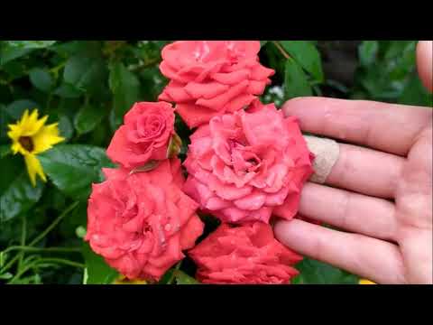 Видео: 152.Ожидание и реальность  Часть 1   Цветы  От семян до урожая