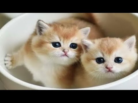 Видео: Смешные пушистики / Смешные моменты с животными 2024 /№37