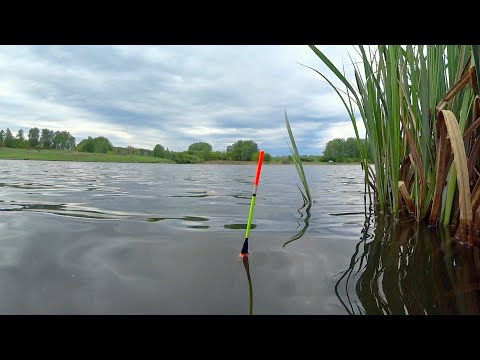 Видео: КАРАСЬ КЛЮЕТ ТОЛЬКО ЗАКИНЬ. Рыбалка на маховую удочку среди толпы. Рыбалка на поплавок в диком пруду