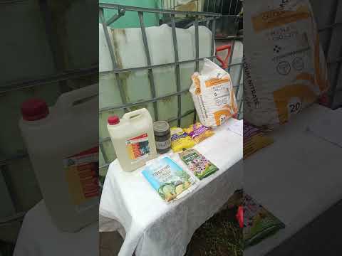 Видео: полив и подкормка тюльпана при выгонке на 8 марта!