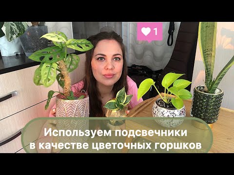 Видео: Используем подсвечники в качестве цветочных горшков.Пересаживаем монстеру,сансевиерии и сциндапсус