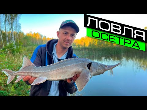 Видео: ЛОВЛЯ ОСЕТРА / ЛОВЛЯ ОСЕТРА НА ФИДЕР / FROS FISHING