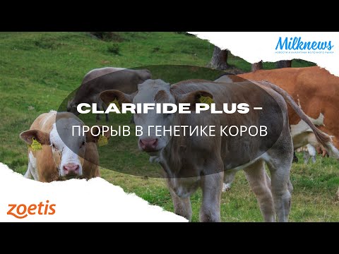 Видео: CLARIFIDE PLUS – ПРОРЫВ В ГЕНЕТИКЕ КОРОВ