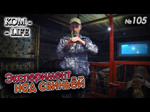 Видео: КАК БУДЕТ ВЕСТИ СЕБЯ СВИНЬЯ, ЕСЛИ ВКОЛОТЬ ЕЙ НЕУРОТРАНК