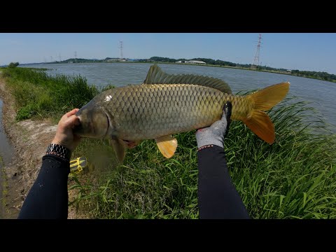 Видео: Летняя охота на сазана(охота с рогаткой)