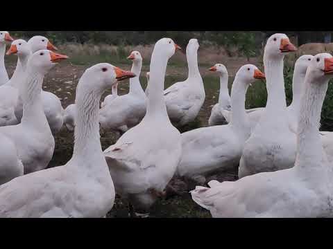 Видео: МАМУТЫ ВАЖНОЕ