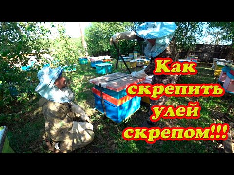 Видео: КАК СКРЕПИТЬ УЛЕЙ СКРЕПОМ ДЛЯ ПЕРЕВОЗКИ С МАГАЗИНОМ