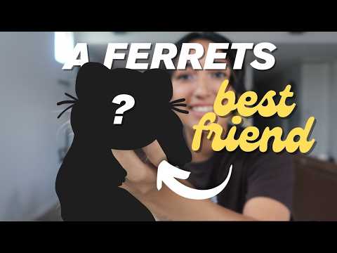 Видео: Я ДУМАЛ, ЧТО ОДНОГО ХОРЬКА ДОСТАТОЧНО... Я ОШИБАЛСЯ