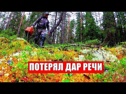Видео: ГРИБНИК ЗАШЕЛ В ЛЕС И ПОТЕРЯЛ ДАР РЕЧИ. ОДИН В ЛЕСУ ТАКОГО НЕ ОЖИДАЛ. ТИХАЯ ОХОТА КАРЕЛИЯ ГРИБЫ 2025