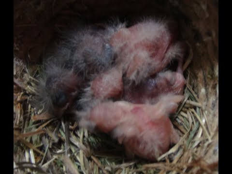 Видео: Размножение канареек и попугаев.