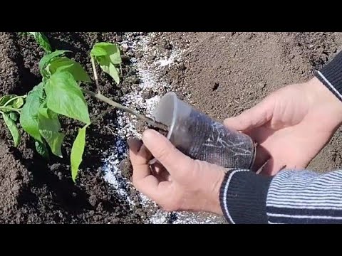 Видео: Лучший Способ Высадки 🍅 рассады Помидор в Открытый Грунт.