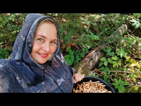 Видео: Ура, ОПЯТА!  Нарвалась на маленькие ОПЯТКИ сезона 2025. Прогулка по кедрачу за шишками.