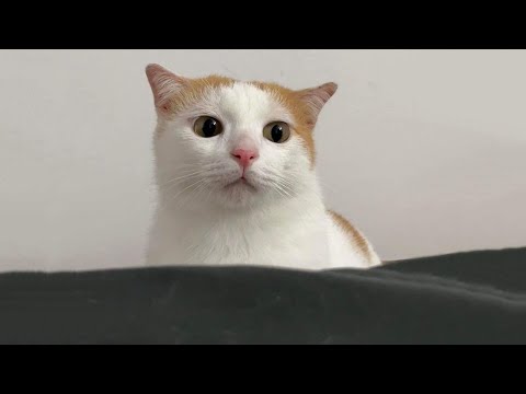 Видео: Самые смешные видео с кошками 2025 года 😹 Постарайтесь не смеяться 😂 Часть 18