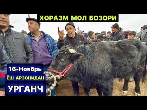 Видео: ХОРАЗМ МОЛ БОЗОРИ.. ЁШ ХЎКИЗЧА ҒУНАЖИНЛАР НАРХЛАРИ 16-ноября 2025 г.