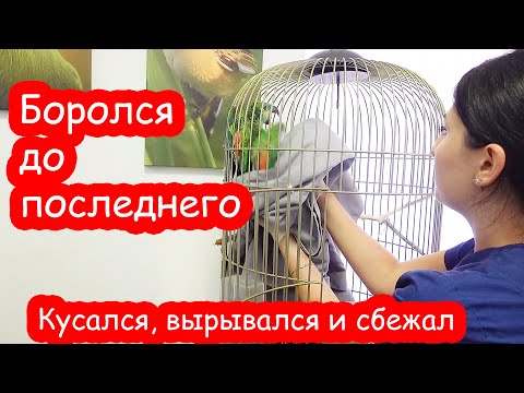 Видео: Проша сбежал от ветеринаров