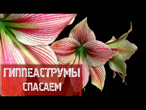 Видео: СПАСАЕМ ГИППЕАСТРУМЫ