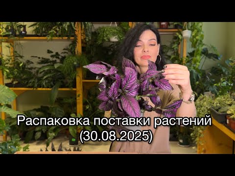 Видео: ОБЗОР, распаковка поставки растений из Голландии 🌱(30.08.2025)