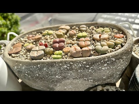 Видео: Литопсы/ Lithops. Вопросы 🔜 Ответы. 28.09.25