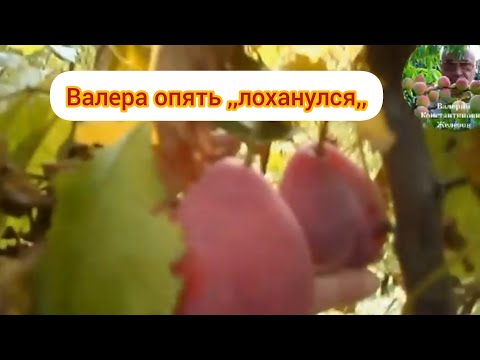 Видео: Железов опять ,,лоханулся,,