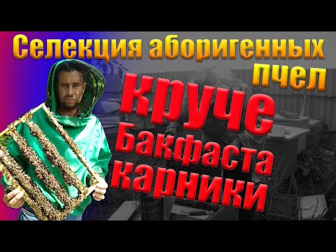 Видео: Селекция аборигенных пчел. Вы забудете про БАКФАСТ и КАРНИКУ