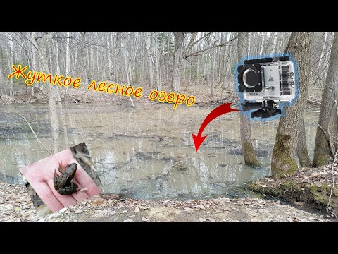 Видео: Жуткое лесное озеро! Подводная съемка в лесу | Внутри воды