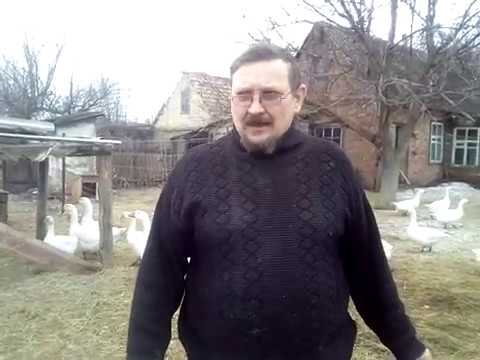 Видео: Кормление домашних гусей в племенной период.