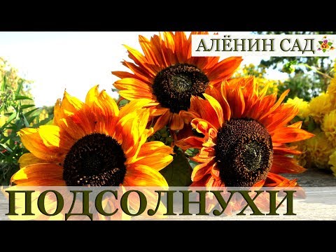 Видео: Как вырастить подсолнухи / Sunflowers 🌻