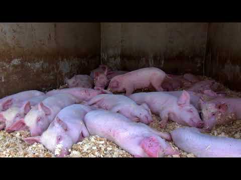 Видео: Рынок Гори. Отношение к русским в Грузии. Выбрать свинку на свадьбу. Покупаем порося. Цены на рынке