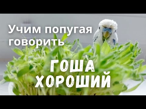 Видео: Учим попугая говорить Гоша хороший