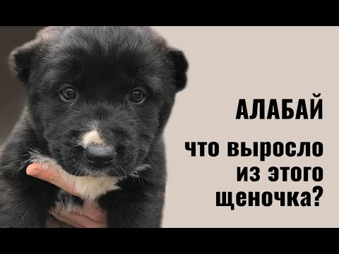 Видео: Вырастет и всех сожрет? Среднеазиатская овчарка (алабай): что ожидать от породы?