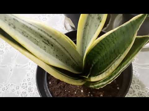 Видео: Обзор сансевиерий.