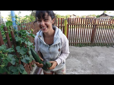 Видео: Живот на село! На когото му е къс умът, са му дълги краката