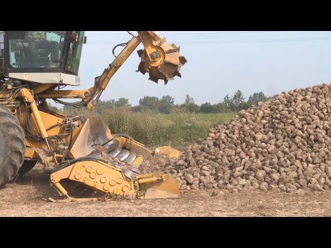 Видео: Сладкая жизнь на Солигорщине! Как проходит работа по уборке свеклы в хозяйстве Краснодворцы?