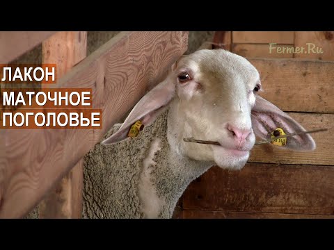 Видео: Овцы породы Лакон. Маточное поголовье и ярки. КФХ Feodoro