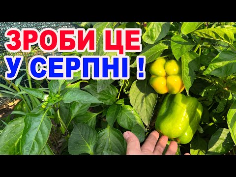 Видео: Як збільшити урожай перцю , помідорів та баклажанів ?