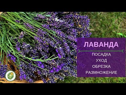 Видео: Все о лаванде - посадка, уход, обрезка, размножение, применение