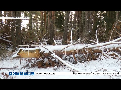 Видео: Дело о хищении из леса валежника, который признали коммерческим лесом, снова рассматривается в суде