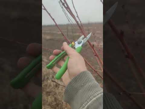 Видео: Обрізка персика веретеном. Сортові особливості та нюанси формування