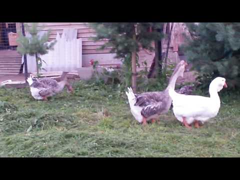 Видео: Холмогоры.  Когда наступает половозрелость?