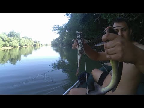 Видео: рыбалка на реке Кубань 24.07.2021.карась , американский сом на печень.